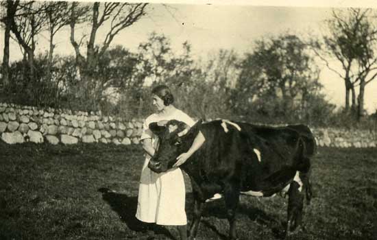 Kuh von Hans Johler in Morsum